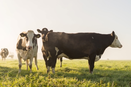 AgMotion Dairy.jpg